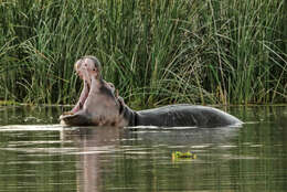 Hippopotamus Linnaeus 1758 resmi