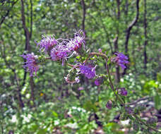 Слика од Liatris squarrulosa Michx.