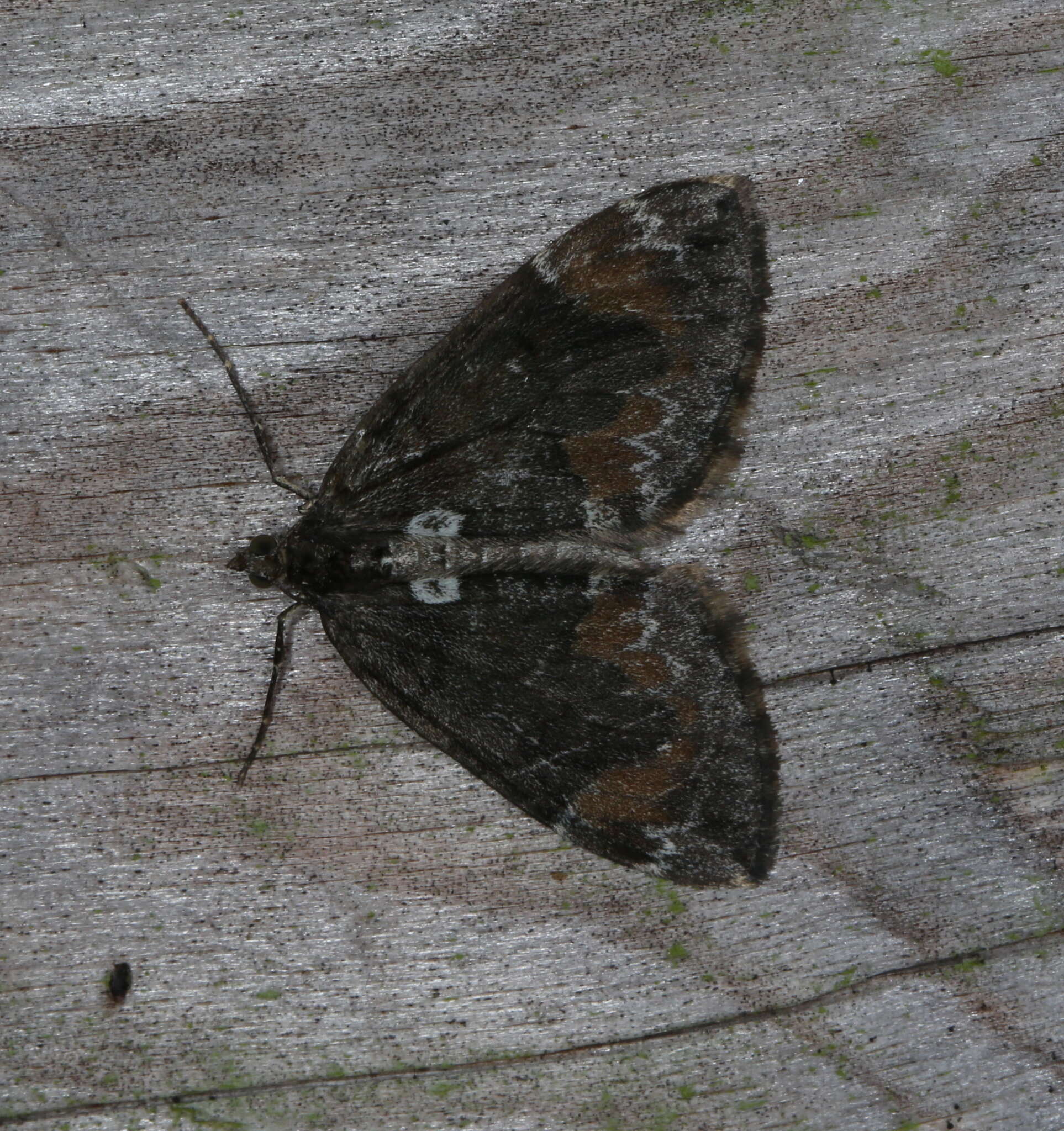 Image of Dysstroma latefasciata Staudinger 1892