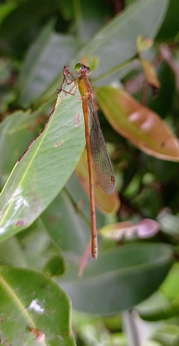 Image of Ceriagrion olivaceum Laidlaw 1914