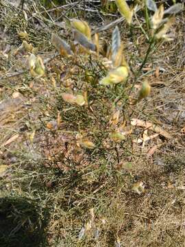 Image of Ulex genistoides Brot.