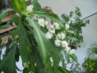 Image of fragrant dracaena