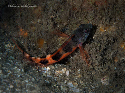 Image of Saddled Blenny