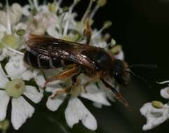 Image of Orange-legged furrow bee