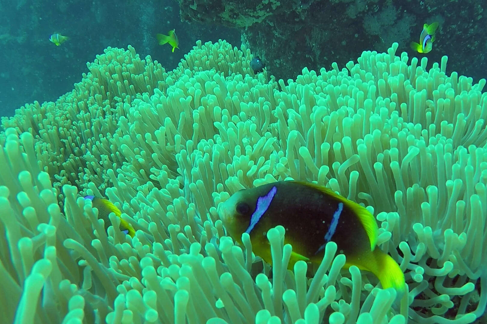 Image of Clownfish