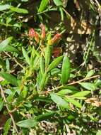 Image of Grevillea banyabba P. M. Olde & N. R. Marriott