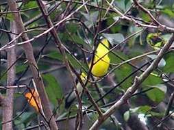 Image of Yellow-rumped Flycatcher