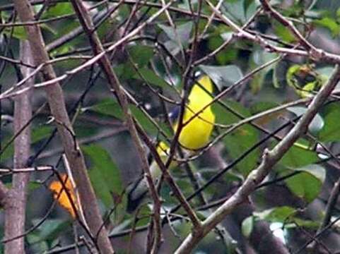 Image of Yellow-rumped Flycatcher