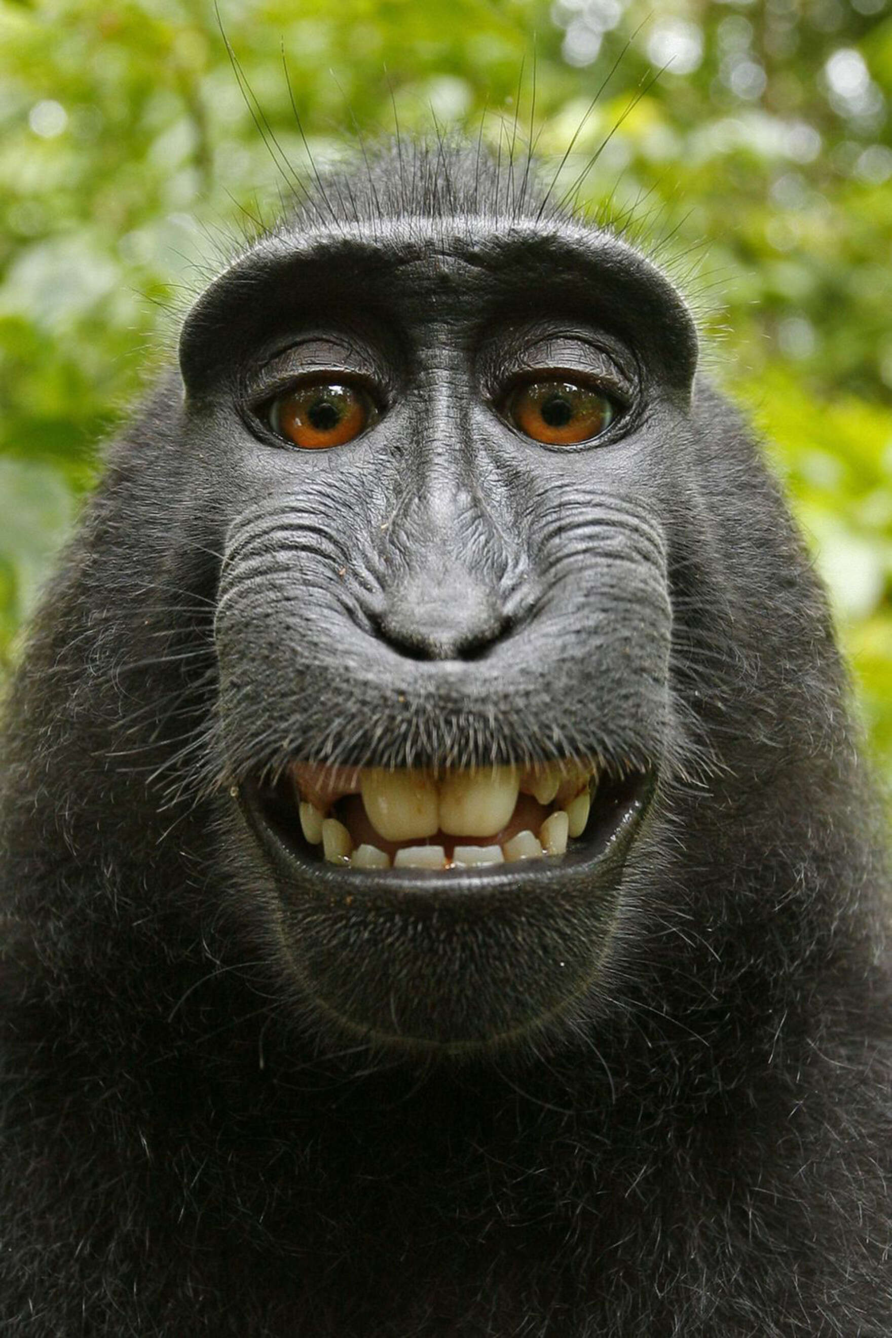 Image of Celebes crested macaque