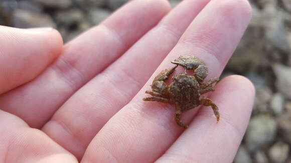 Image of broad-clawed porcelain crab