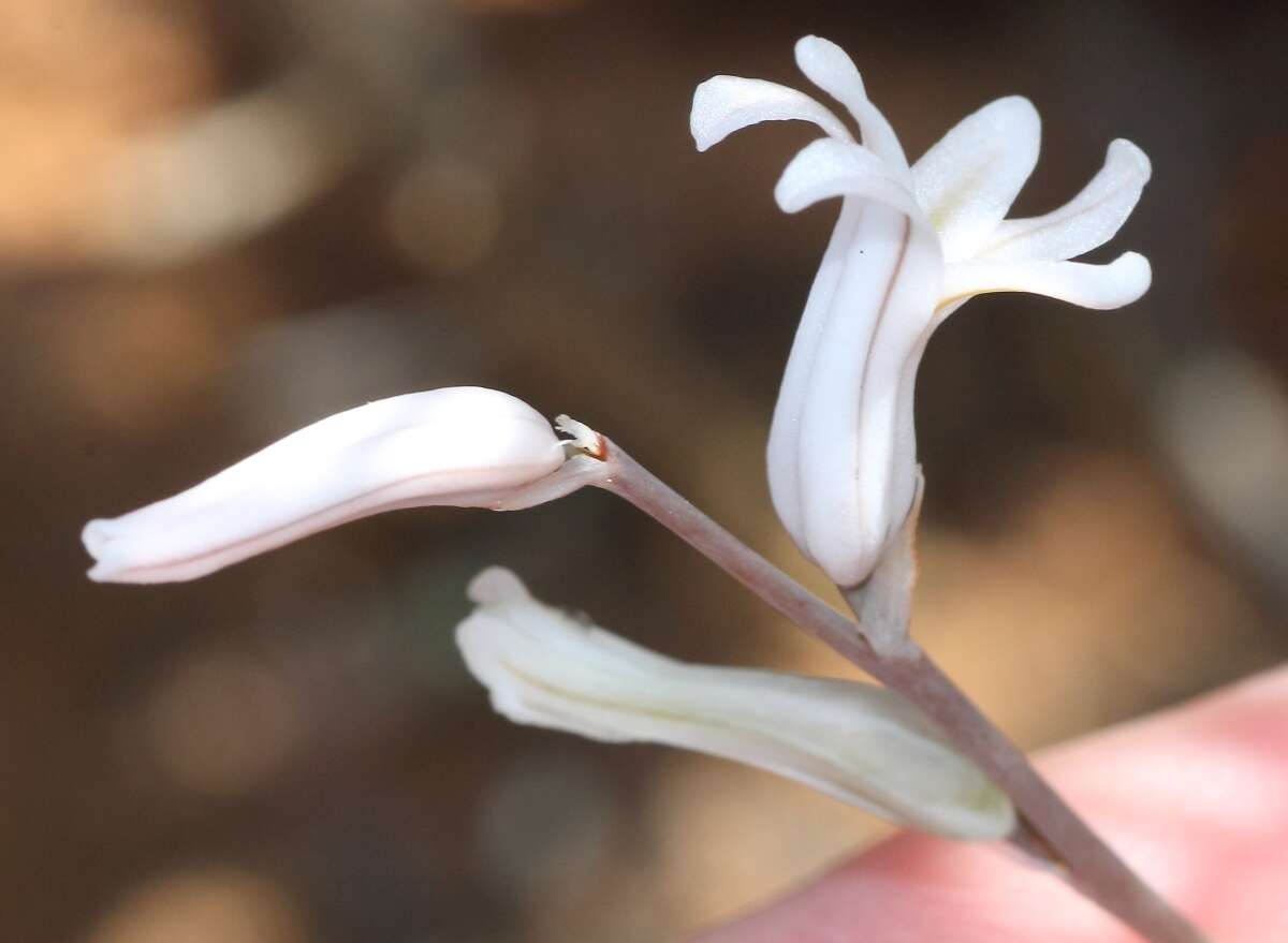 Слика од Haworthia reticulata (Haw.) Haw.