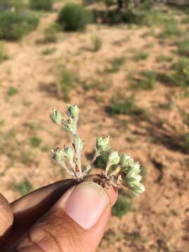 Image of dwarf cottonrose