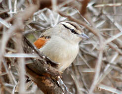 Image of Brown-crowned Tchagra