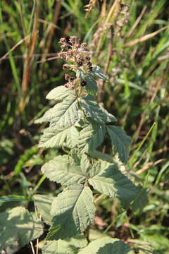 Image of Brambles