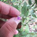 Image of Cooley's Water-Willow