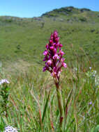 Image de Disa zimbabweensis H. P. Linder