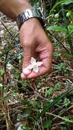 Image of Clematis parviloba Gardn. & Champ.