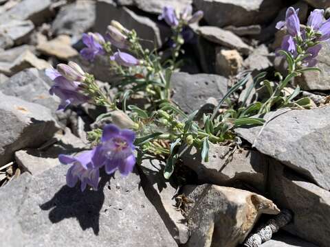 Image of Keck's beardtongue