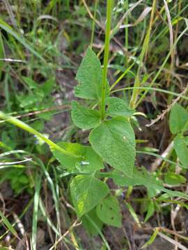 Imagem de Salvia lasiocephala Hook. & Arn.