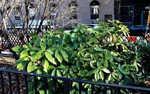 Image of Japanese laurel