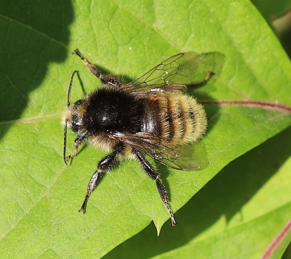 Image of Brown-banded carder bee