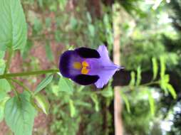 Image de Torenia fournieri Linden ex E. Fourn.