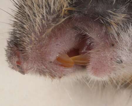 Image of wood mouse, long-tailed field mouse