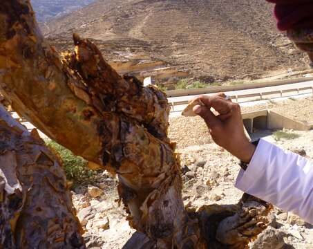 Image of frankincense