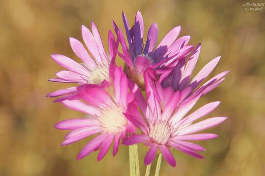 Image of Xeranthemum annuum L.