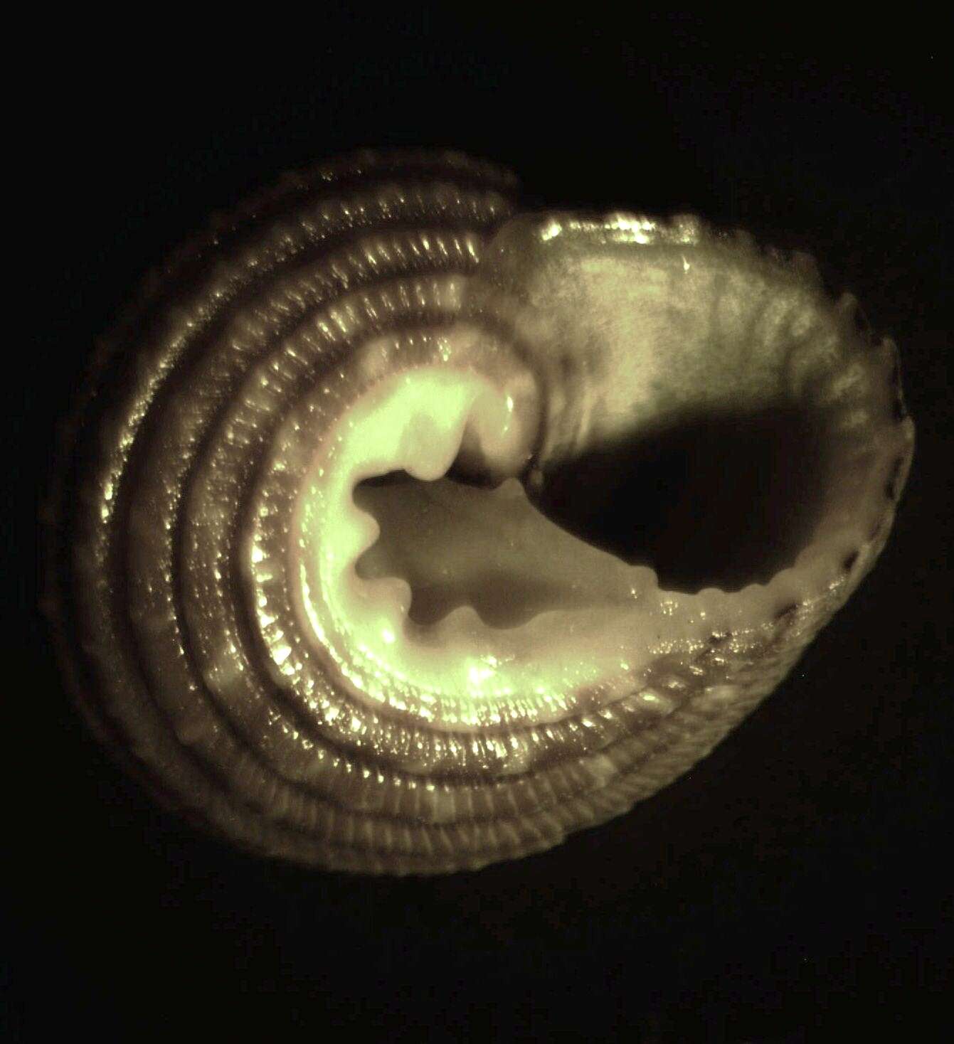 Image of Clanculus scotti Poppe, Tagaro & Dekker 2006