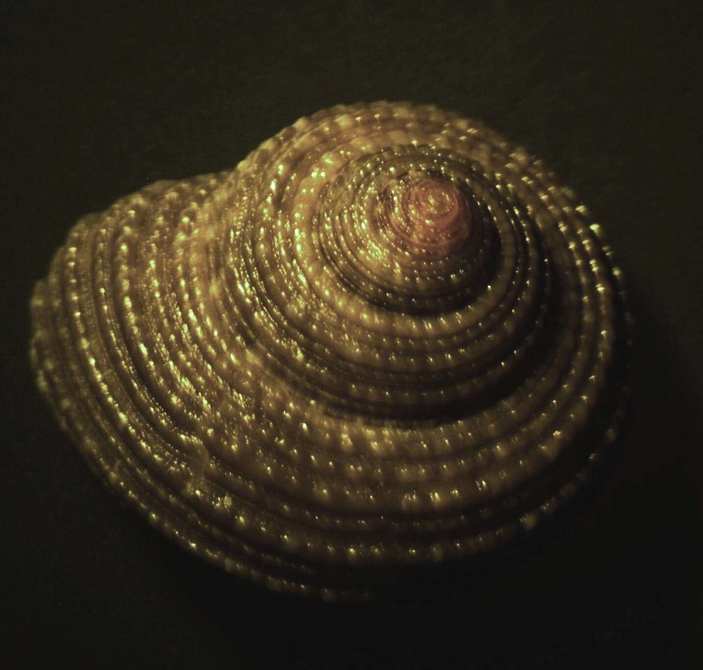 Image of Clanculus scotti Poppe, Tagaro & Dekker 2006