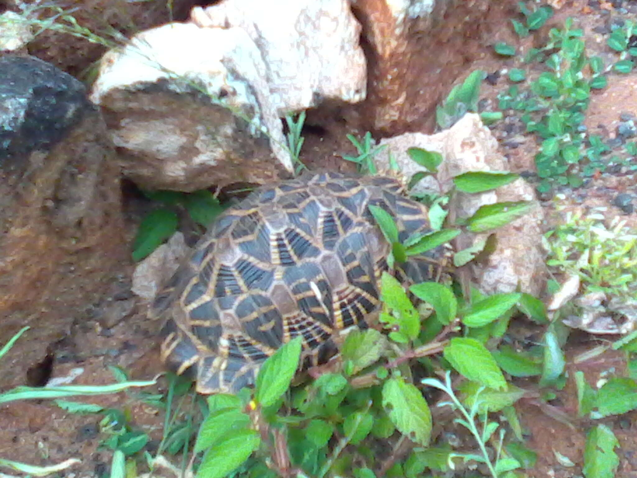 Image of Typical Tortoises