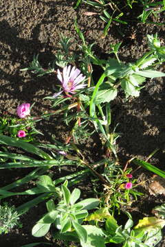 Image of Lampranthus dilutus N. E. Br.