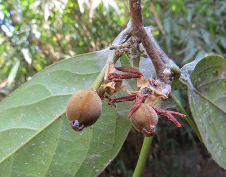 Imagem de Hydnocarpus alpinus Wight