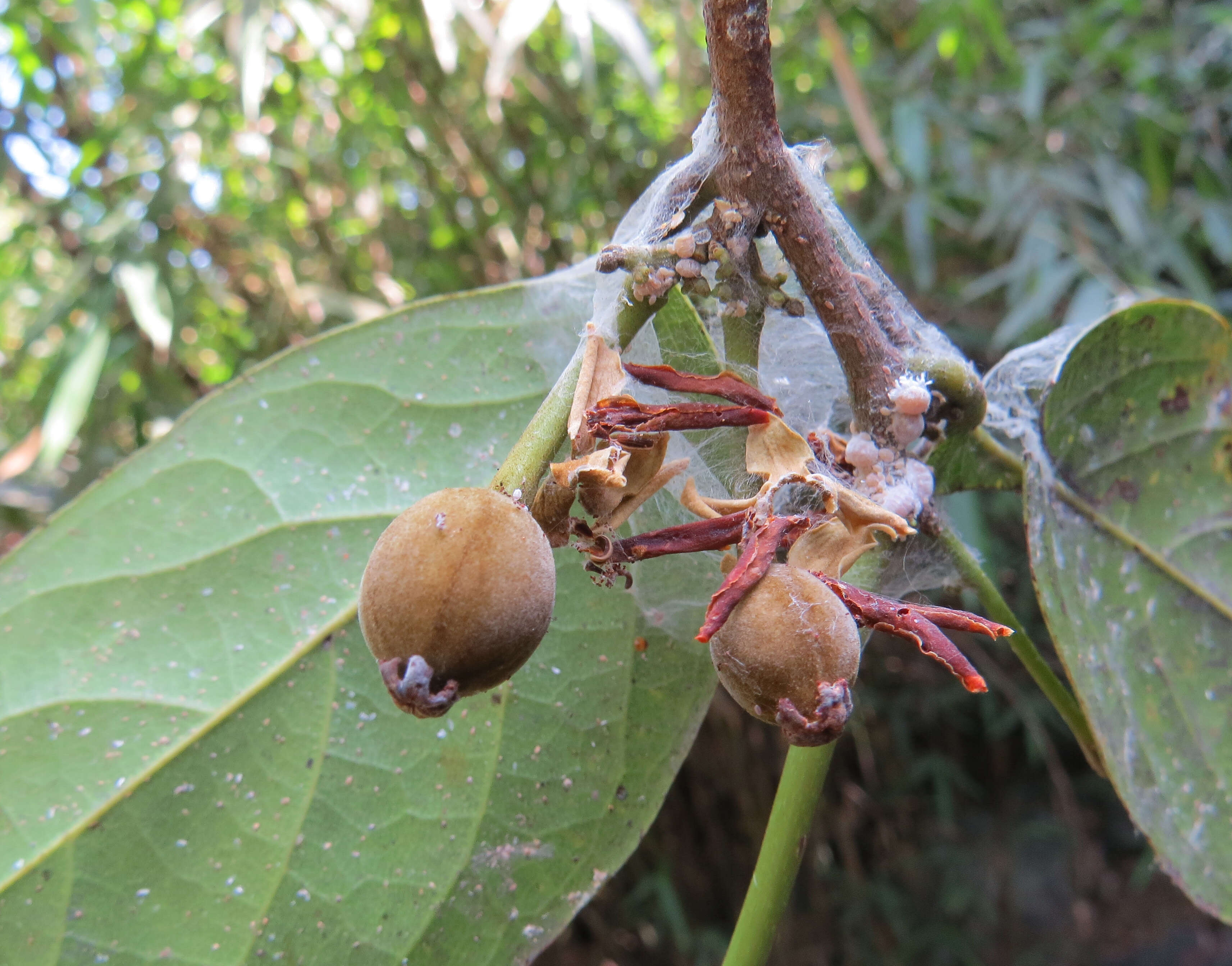 Imagem de Hydnocarpus alpinus Wight