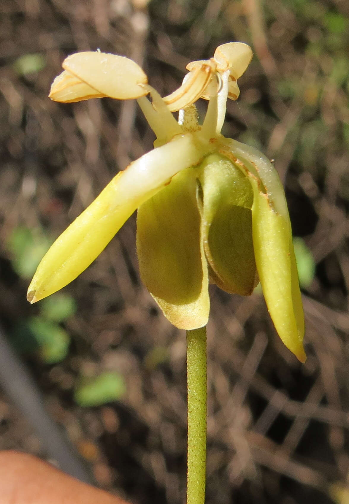 Imagem de Hydnocarpus alpinus Wight