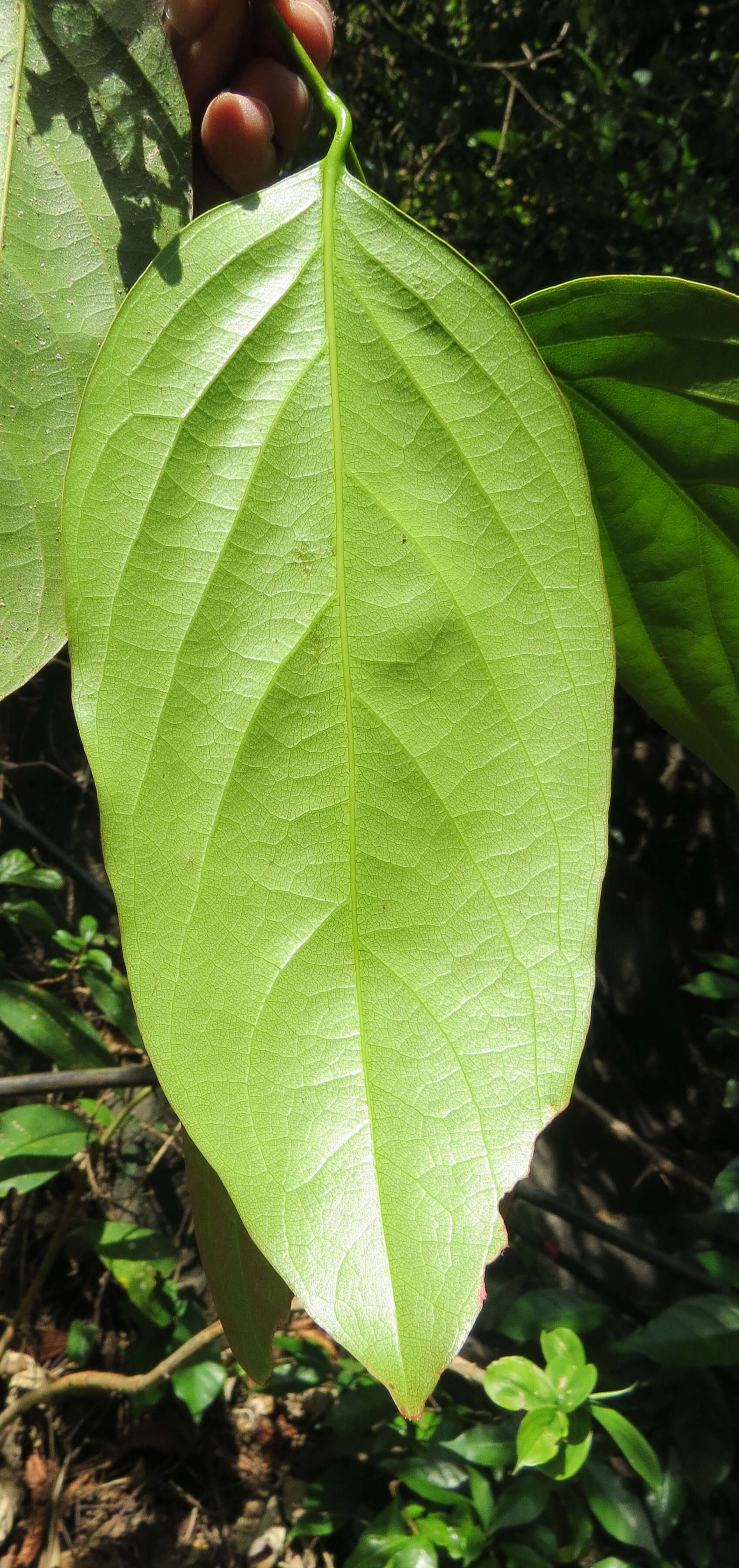 Imagem de Hydnocarpus alpinus Wight