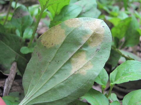 صورة Peronospora alta