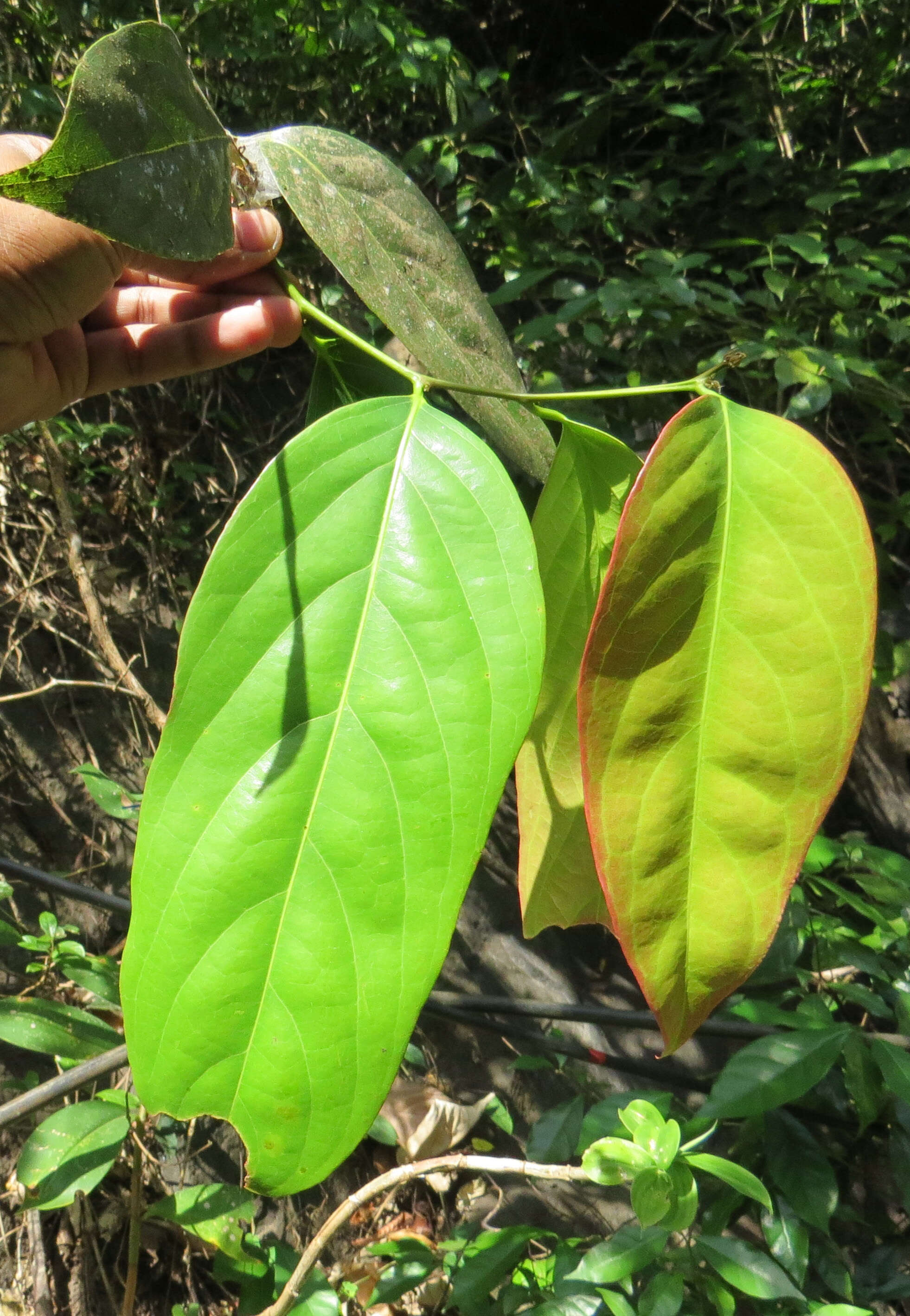 Imagem de Hydnocarpus alpinus Wight