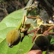 Imagem de Hydnocarpus alpinus Wight