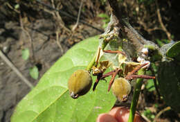 Imagem de Hydnocarpus alpinus Wight