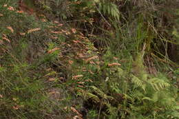 Image of Dracophyllum secundum R. Br.