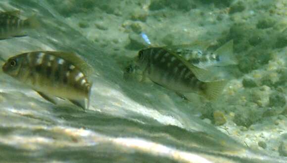 Image de Tropheops microstoma (Trewavas 1935)