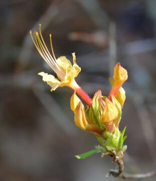 Image of orange azalea