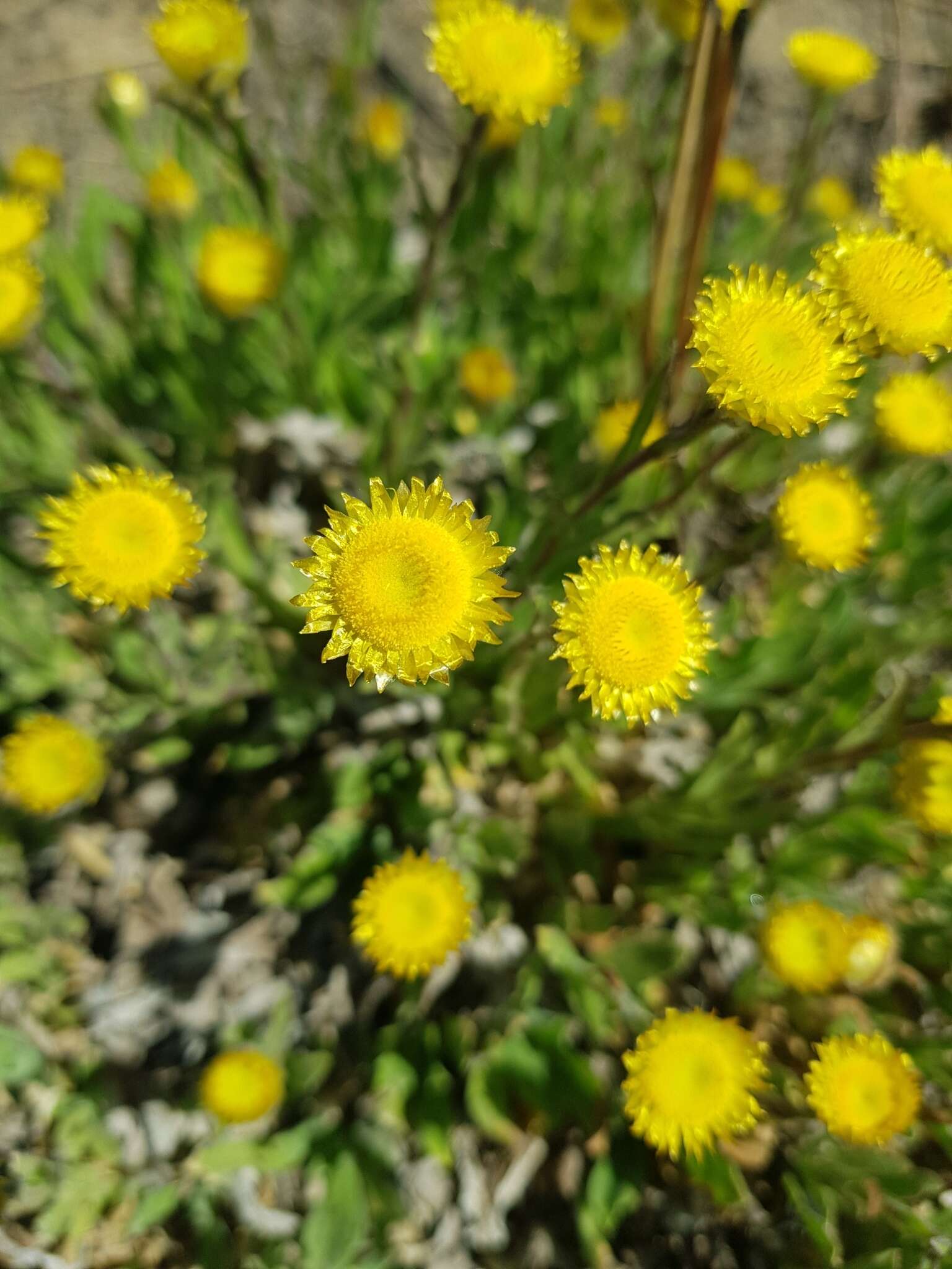 Image of Helichrysum aureum var. monocephalum (DC.) Hilliard