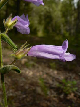 Image of Bush Penstemon