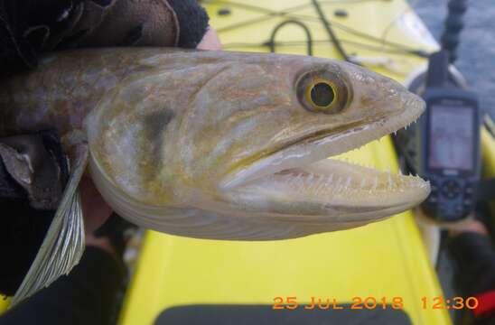 Image of Brushtooth lizardfish