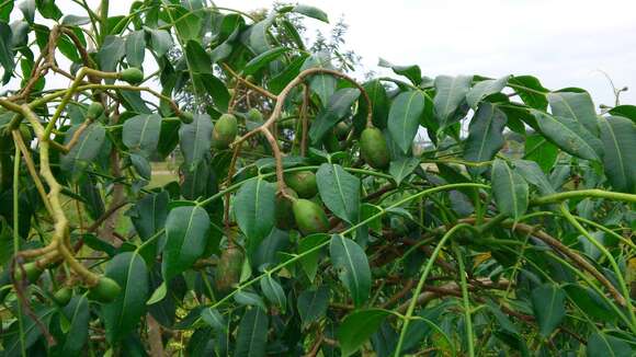 Image of Jewish plum