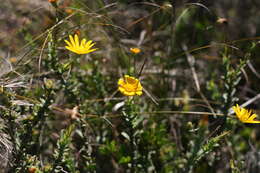 Image de Osteospermum imbricatum L.