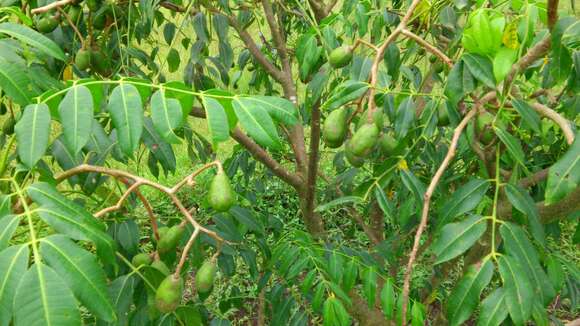 Image of Jewish plum